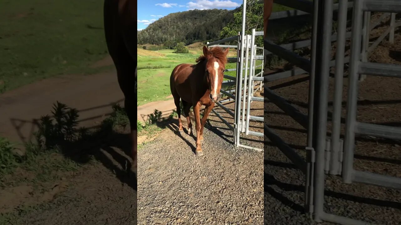 Beautiful Chestnut Brumby pony in the wind.