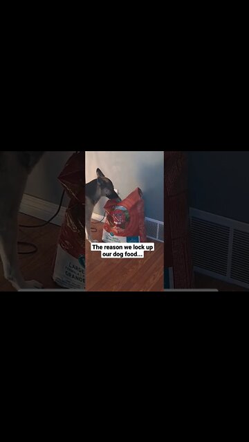 Dog Munchies #shorts #doggo #shepsky #dogmeme