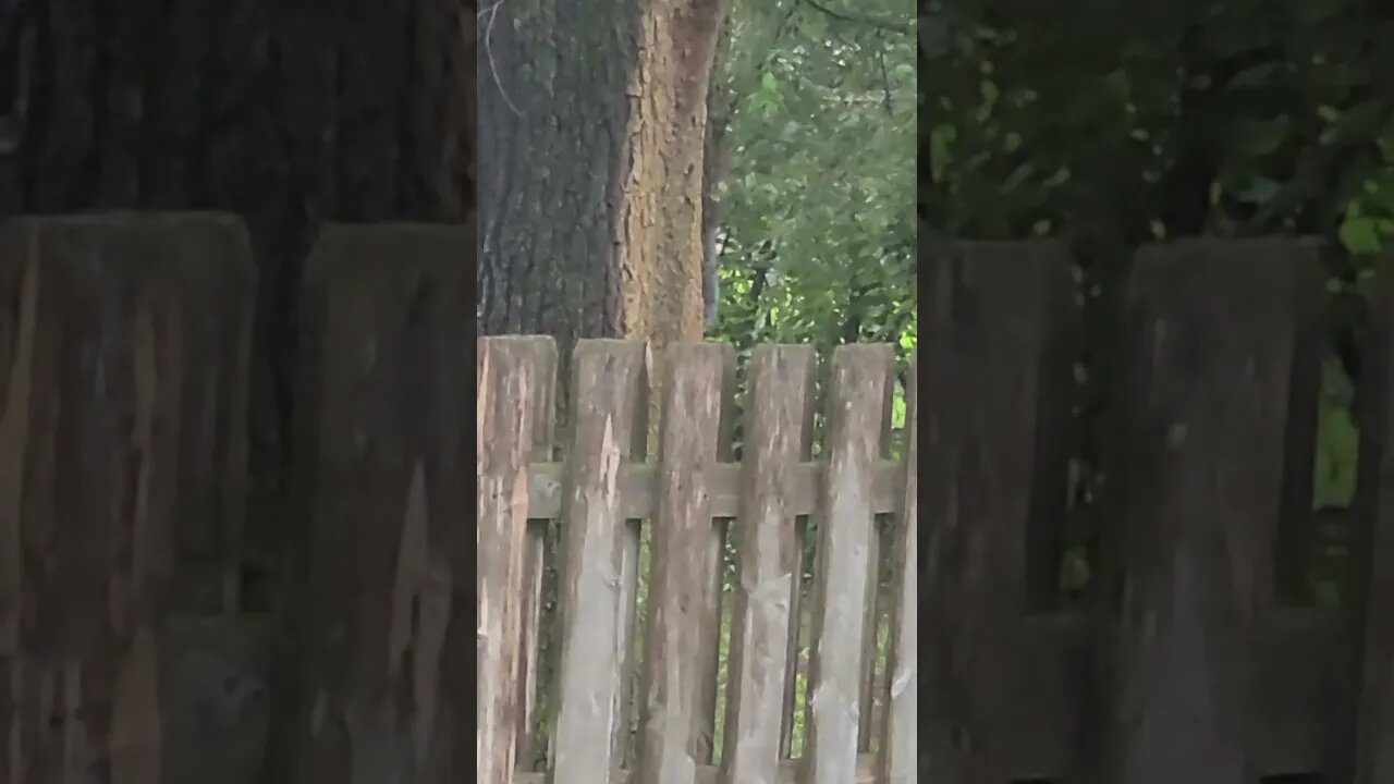 master of disappearing #shorts