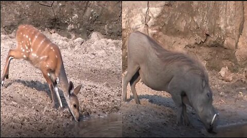 Animals doing matrix moves to escape from predators!