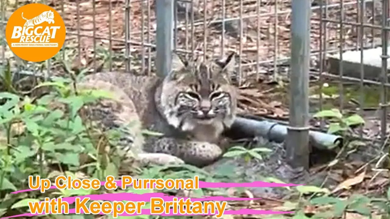 Big Cat Rescue LIVE Q&A with Brittany at Big Cat Rescue 03 08 2023