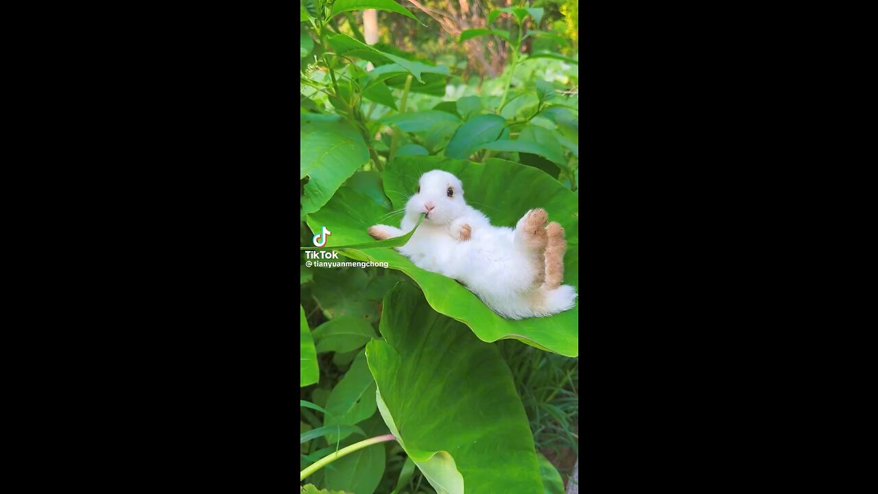 cute bunny
