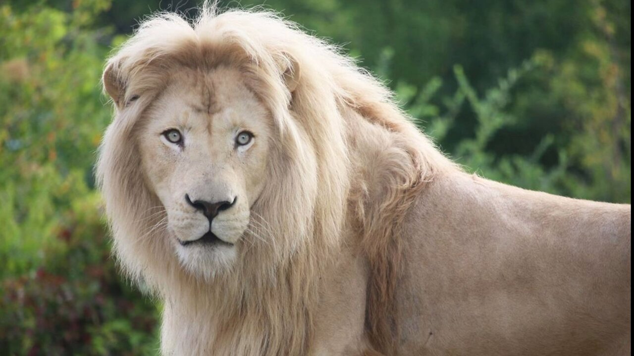 Amazing moment Lion is adopted by human great mother