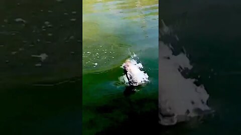 Bass CRUSHES a glide bait in clear shallow water! #fishing #bass #bassfishing #glidebait #shorts