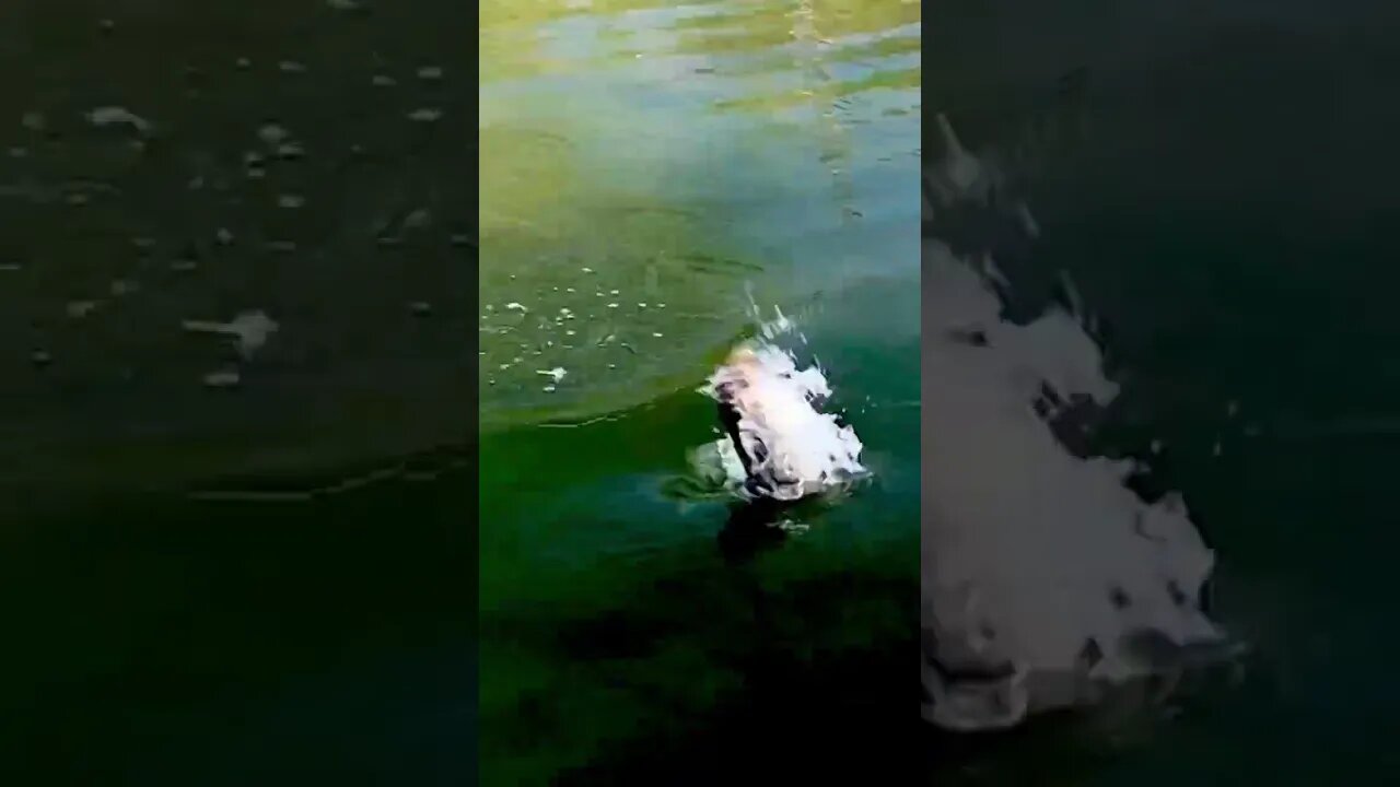 Bass CRUSHES a glide bait in clear shallow water! #fishing #bass #bassfishing #glidebait #shorts