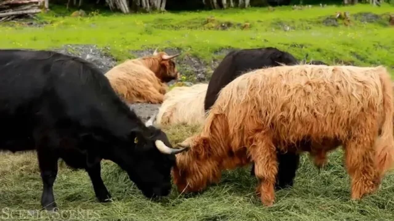 Animal Families 4k Adorable Scenes Of Wild Animal Families Scenic Relaxation Film 16