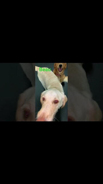 [Shorts 0139] BEAU [#dogs #doggos #doggies #puppies #dogdaycare]