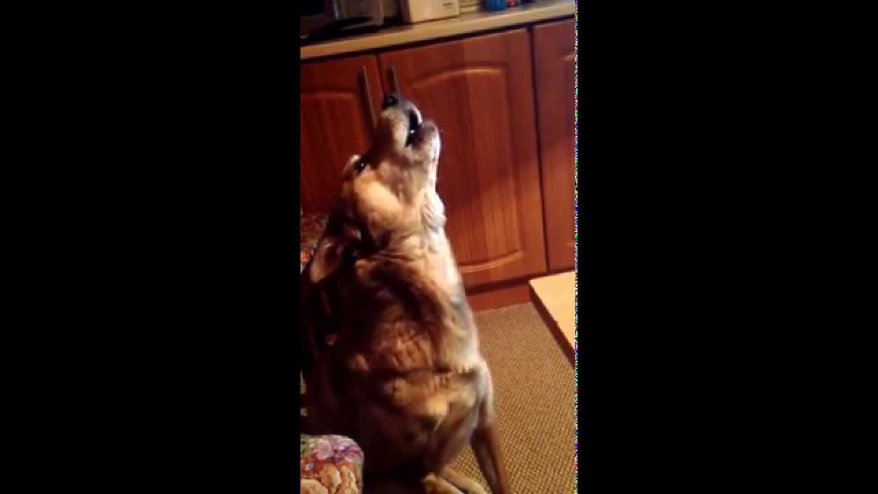 Dog howls-cat meows