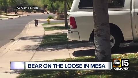 Top stories: Search for homicide suspect in Youngtown; First female CIA director named; Bear spotted in Mesa; AZ national guard returns from Hawaii; Temps remain warm