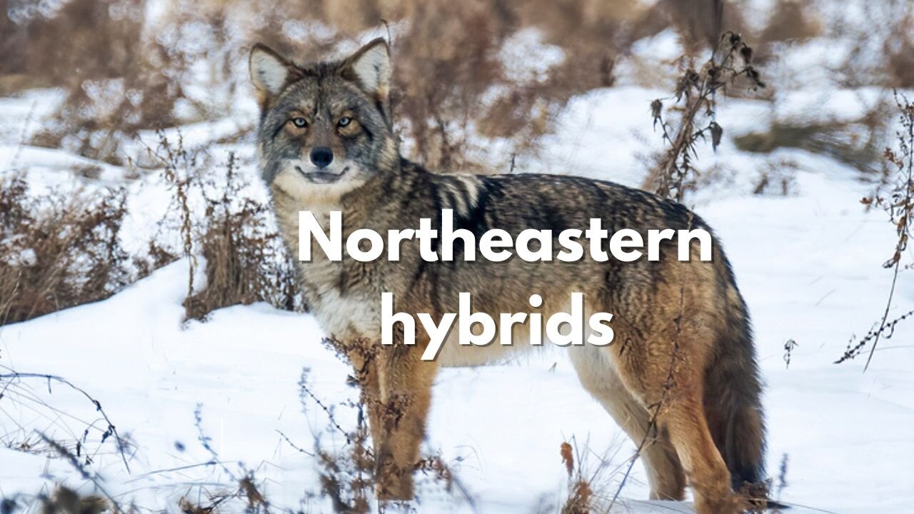 THIS new WILD DOGS have replaced wolves in northeast America.