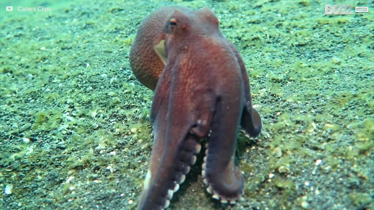 Polvo apanhado a andar no fundo do mar enquanto caça presa