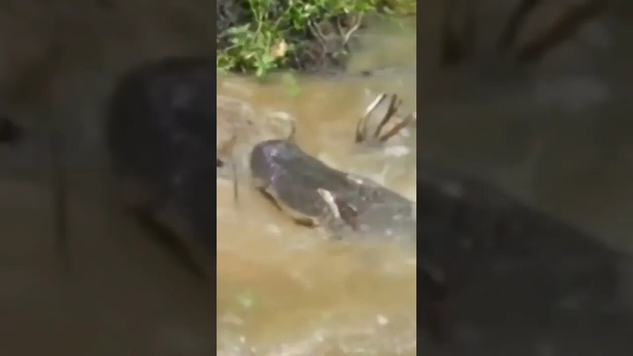 Turistas jogam de próposito comida para atrair porcos para a morte