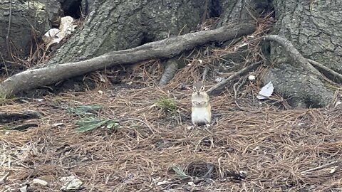 Chipmunk posing for camera