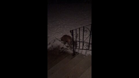 Mocha decides snow if fun