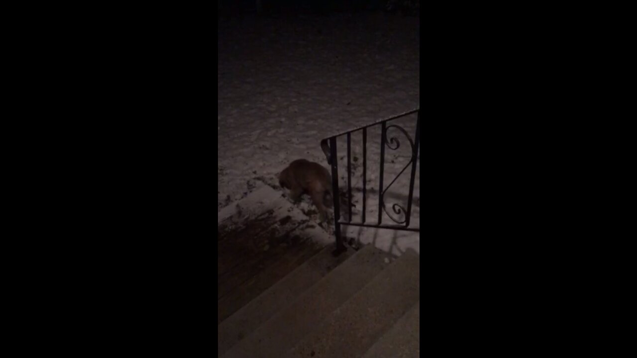 Mocha decides snow if fun