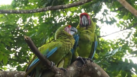 Most Beautiful Macaws on Planet Earth