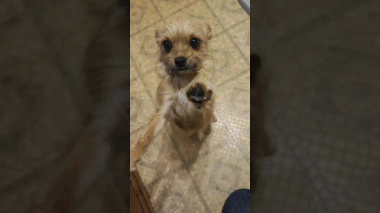 Chihuahua Crying for Ball 🥎🐕