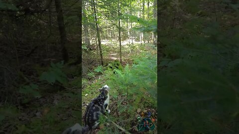 Marshall sees a squirrel.