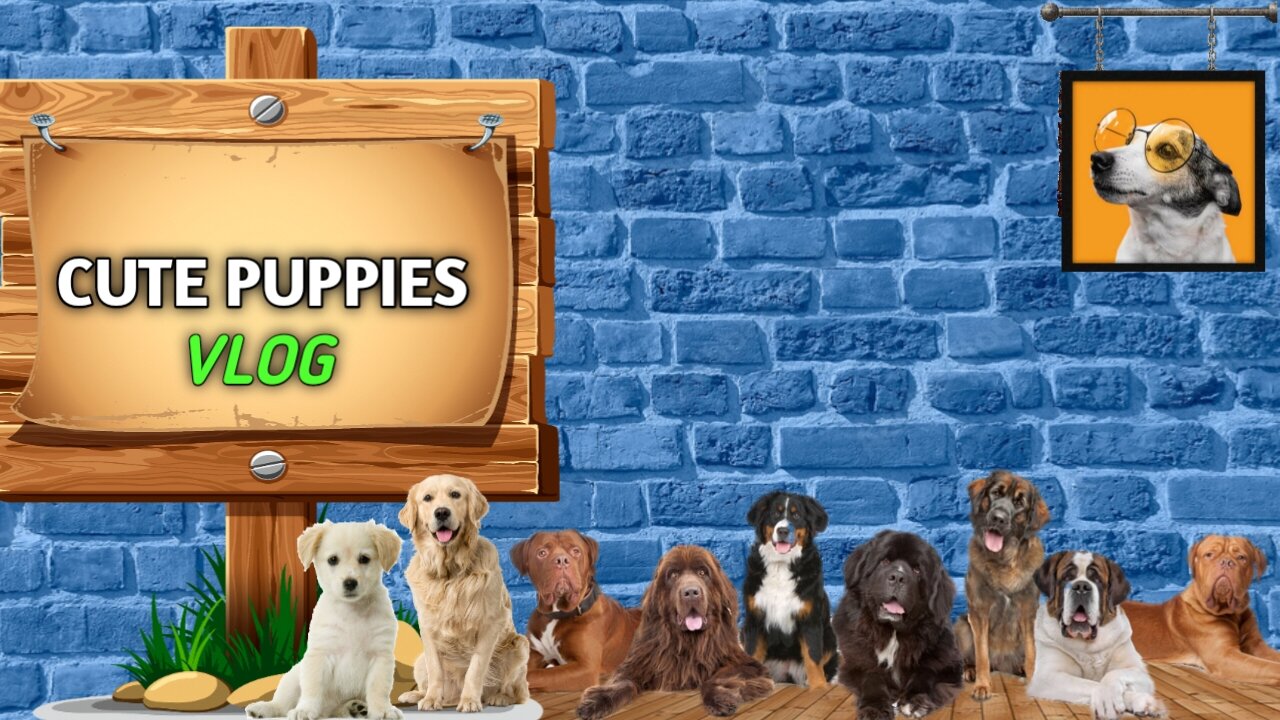 Cute Puppies vlog 🐶 | Dogs world 🐕🦴 | Pet lovers 🐕