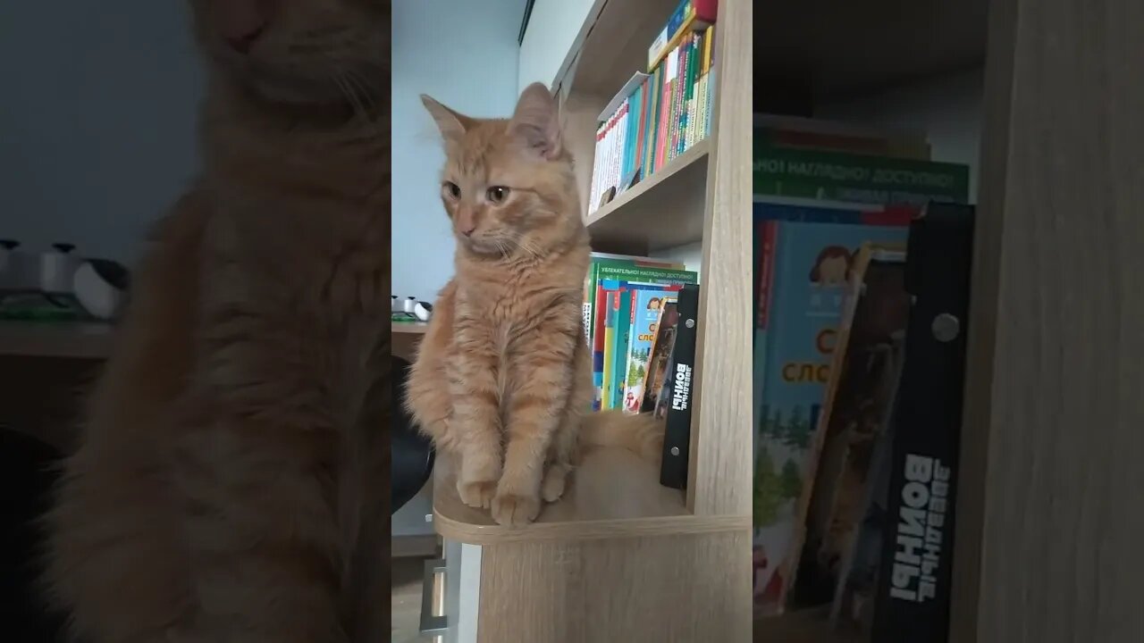 #shorts Смешные Коты Из Тик Тока 115 Funny Cats From Tiktok