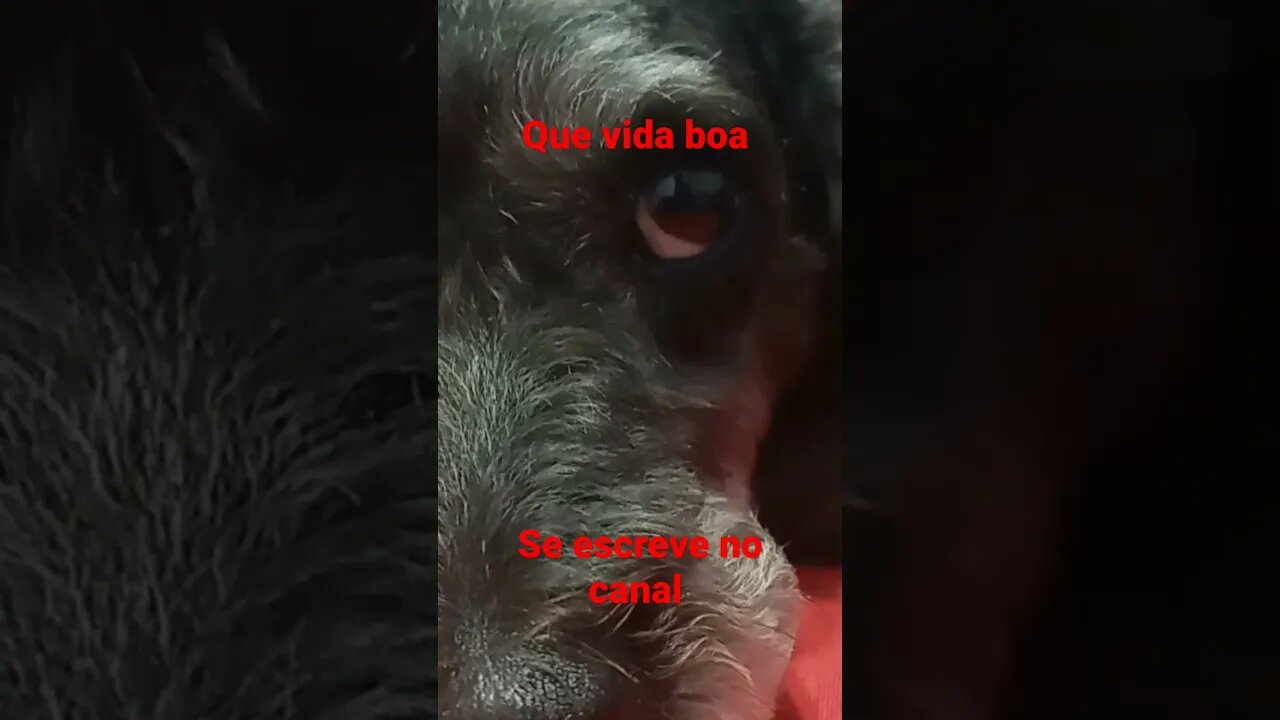 vida boa de cachorrinho 🐕