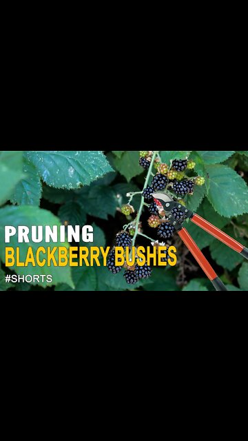 Pruning Blackberry Bushes #SHORTS
