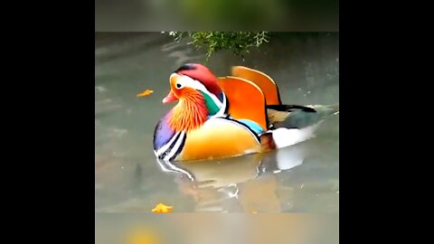 So beautiful animal hd