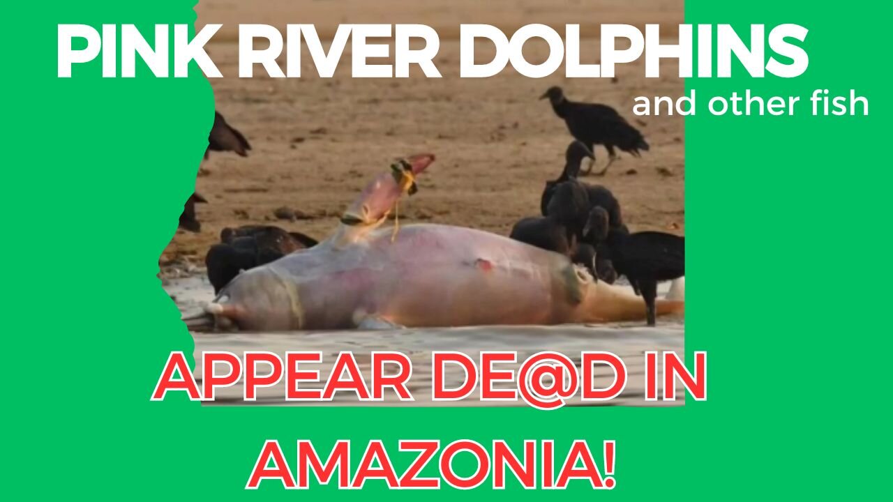 Pink dolphins appear dead in the Amazonia