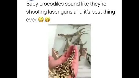 Baby crocodiles sound like they are shooting laser guns