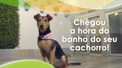 Chegou a hora do banho do seu cachorro!