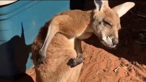 Un bébé kangourou prend du plaisir à se gratter le dos