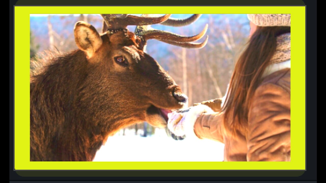 Watch a girl hand-feed a deer