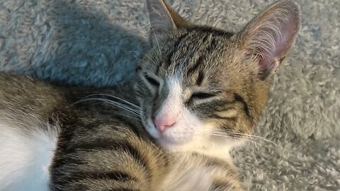 Cute Little Cat Purrs and Stretches
