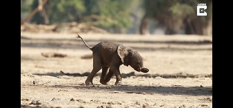 Cutest Baby Animals Oh My Gosh!!! 🥰 🦒 🐱