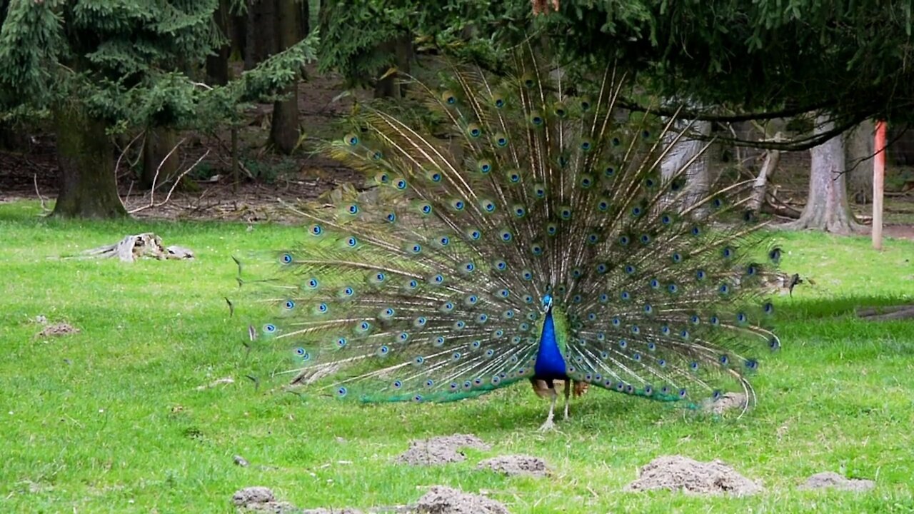 Male Peacock Displaying His Eye-Spotted