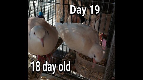 Ringneck Dove fledgling day 19
