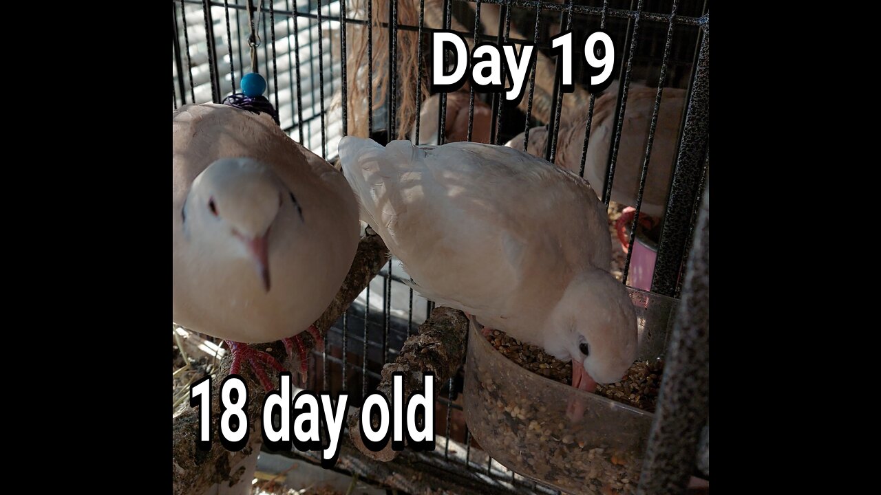 Ringneck Dove fledgling day 19