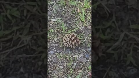 pinecone #shorts