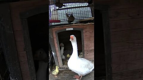 Talking to goose through camera
