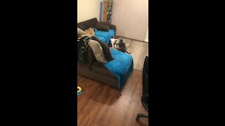 More cats playing around