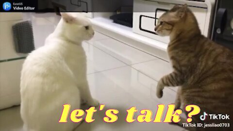 Cats talking !! These cats can speak english better than hooman - 2021