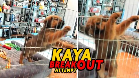 KAYA ACTUALLY TRIES TO GET OVER THE FENCE