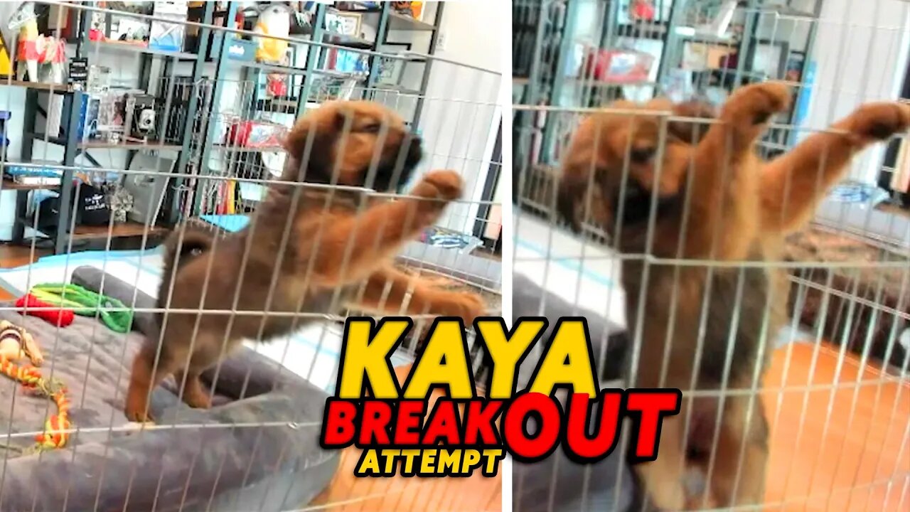 KAYA ACTUALLY TRIES TO GET OVER THE FENCE