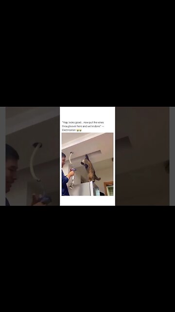 NGL the CAT 🐈 knows his stuff 😂😂 #shorts #short #subscribe