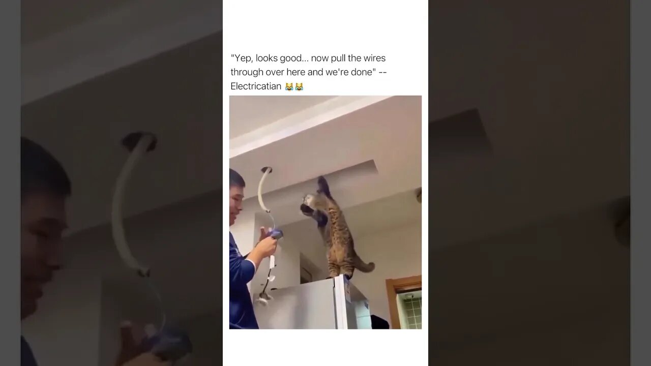 NGL the CAT 🐈 knows his stuff 😂😂 #shorts #short #subscribe