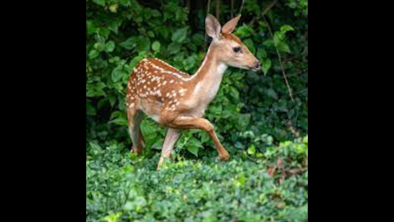 deer feeding