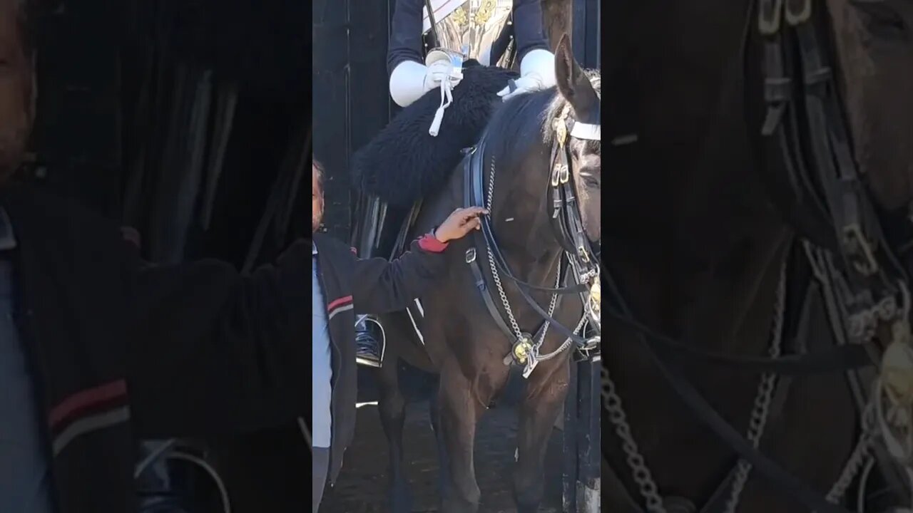 No fear of touching the reins #horseguardsparade