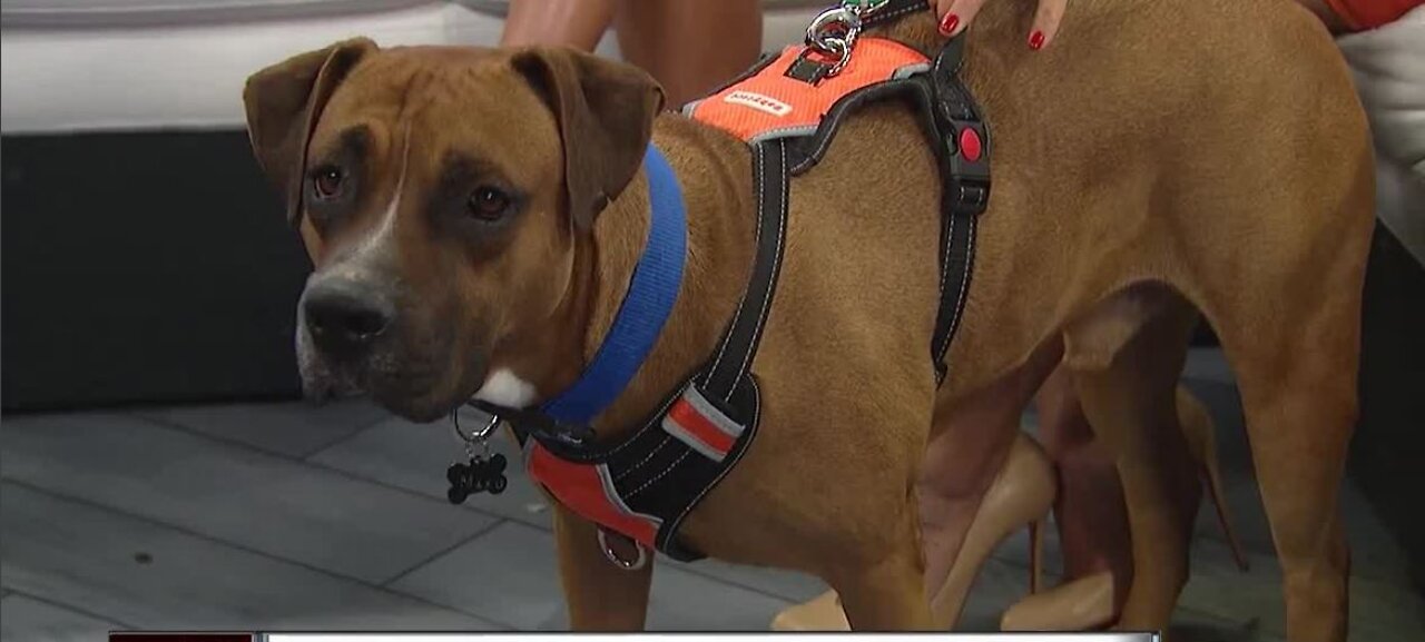 New Animal Rescue in Las Vegas