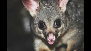 Un adorable opossum apparaît dans le plafond d'une université