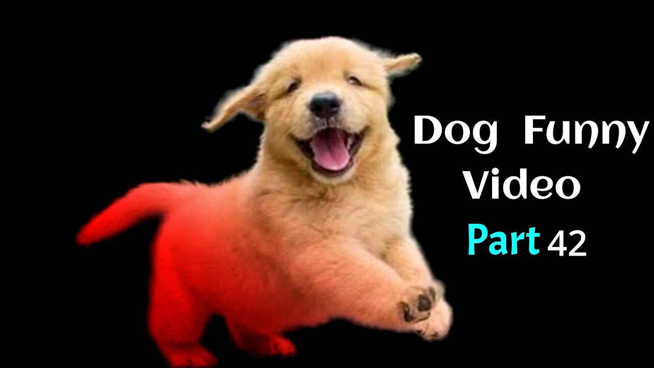 Baby Dogs - Funniest and Cutest Labrador Puppies | Best Funny Animal Videos 2022